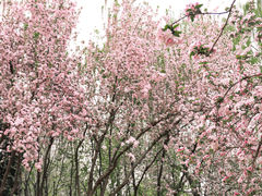 -莲花池公园