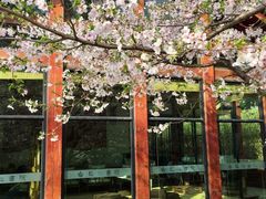 -东湖磨山景区樱花园-停车场