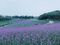-大塘金香草谷