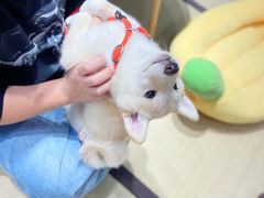 -逗柴咖啡屋·狗咖猫咖宠物桌游