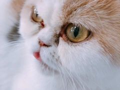 -喵的天空名猫咖啡馆·撸猫·猫舍·用品