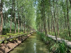 -合肥滨湖国家森林公园