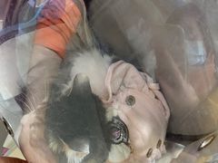 -美联众合动物医院(·中兽医·疑难杂症·严家桥分院)