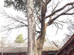 -少华山国家森林公园