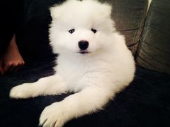 北京康乐宝动物医院-康乐宝动物医院