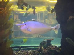 -碧桂园凤凰城酒店(南京店)