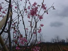 android_upload_pic-天适樱花悠乐园