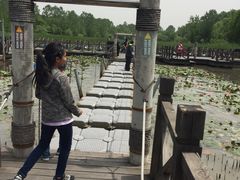 -溱湖国家湿地公园