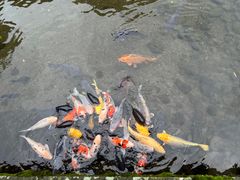 -水前寺成趣园