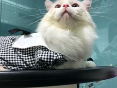 -老吴的猫·猫舍(新区店)