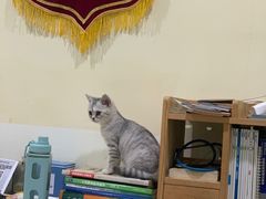 -米苏动物医院·犬猫专科·骨科外科内窥镜