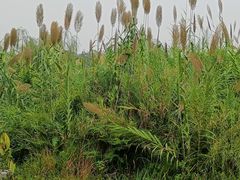 -眉山湿地公园(东坡区)