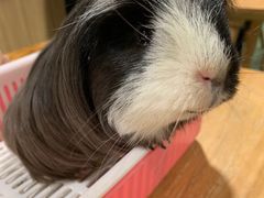 -藦茜花园宠物主题亲子互动体验馆(国顺东路店)