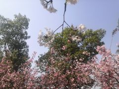 -高东镇樱花园