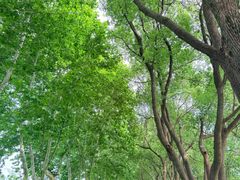 -宜兴龙背山森林公园