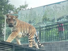 -云南野生动物园
