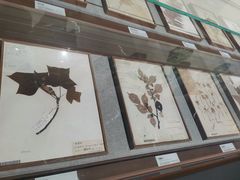 -四川大学博物馆