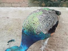 -北京鹿世界主题园