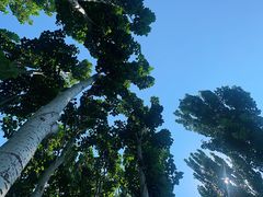 -大兴滨河森林公园