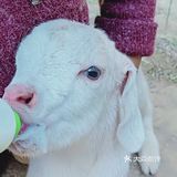 六一去哪里！阿菠萝小猪的王国！不容错过！😊 