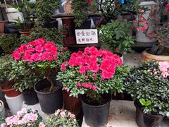 -苏州市皮市街花鸟工艺品市场