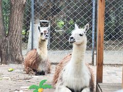 -长白岛森林公园