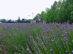 -富田农场