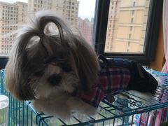 -爱侣宠医·鹦鹉专科·小型哺乳类·异宠专科(灵石路店)