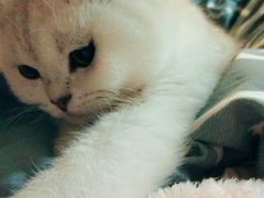-创凡宠物医院·骨专科  猫科中心(西乡分院)