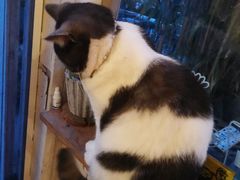 -海边的猫和咖啡馆