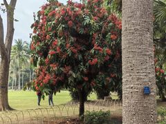 -中国科学院西双版纳热带植物园