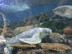 -上海海洋水族馆