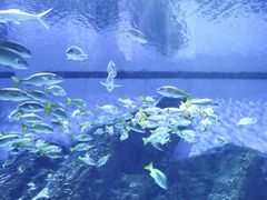 -海合安武汉极地海洋公园