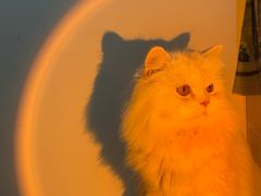-屋虎猫馆(宝安大仟里店)