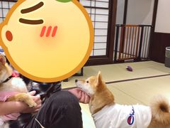 -逗柴咖啡屋·狗咖猫咖宠物桌游
