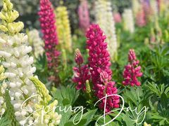 -迪士尼小镇