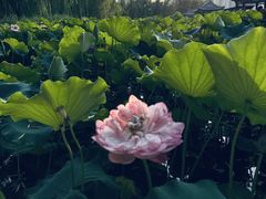-莲花池公园