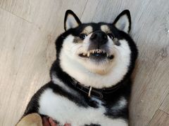-柴迷FANS CLUB·柴犬狗咖·猫咖