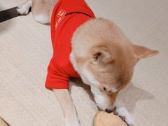 -逗柴咖啡屋·狗咖猫咖宠物桌游