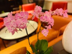 -厦门喜来登酒店
