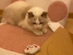 -猫咪派对(江南西店)