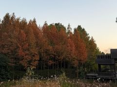-长广溪湿地公园