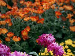 -上海共青森林公园