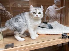 -喵百万·布偶·蓝金金渐层英短·猫舍(百子湾店)