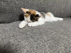 -达爱动物医院·犬猫分区·CT·复杂眼科(远洋山水分院)