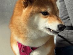 -中农国际动物医院24小时·猫科·骨科·急重症中心