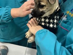 -pd派德宠物中心医院24H急重症·眼科中心·血液透析中心(嵩山北路店)