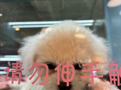 -FAELING PETS美天灵宠物(合生汇店)