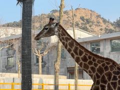 -西霞口神雕山野生动物世界