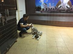 -清迈夜间动物园